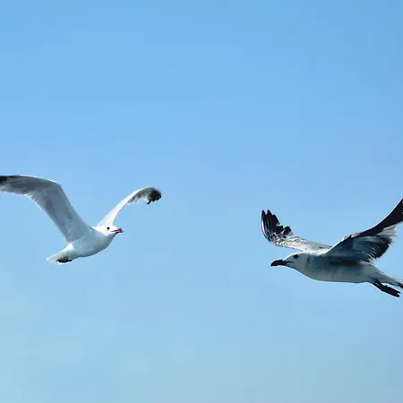 Panzió Contemoro Gallipoli